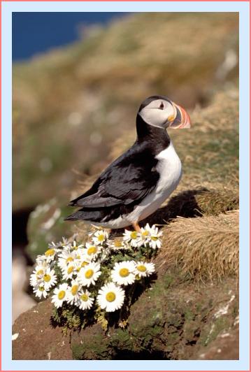 ../Images/puffin12.jpg