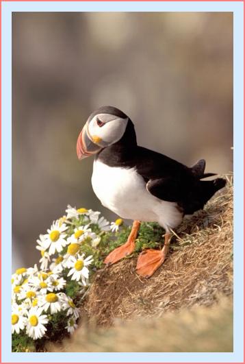 ../Images/puffin13.jpg