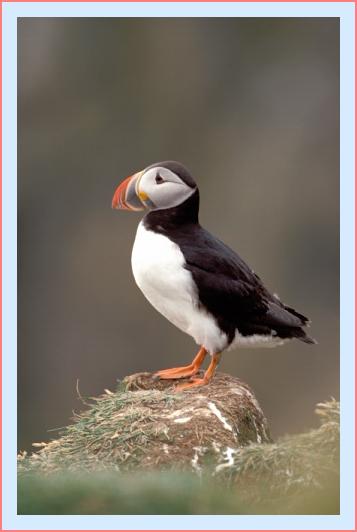 ../Images/puffin14.jpg