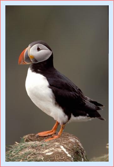 ../Images/puffin15.jpg