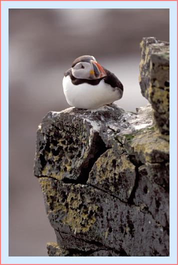 ../Images/puffin17.jpg