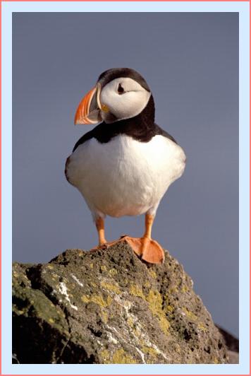 ../Images/puffin18.jpg