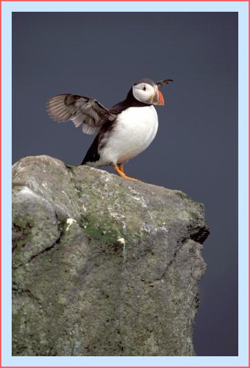 ../Images/puffin21.jpg