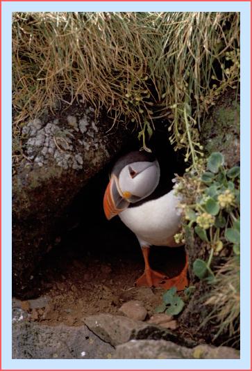 ../Images/puffin23.jpg
