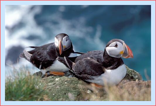 ../Images/puffin30.jpg