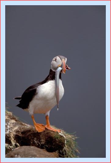 ../Images/puffin40.jpg