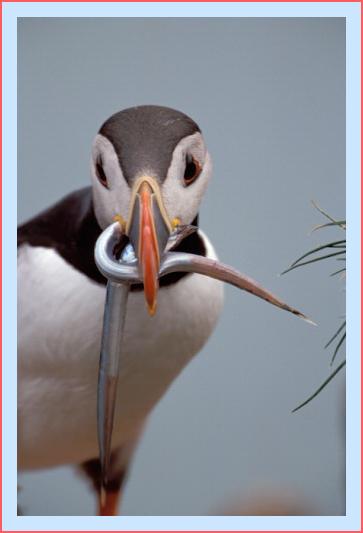 ../Images/puffin43.jpg