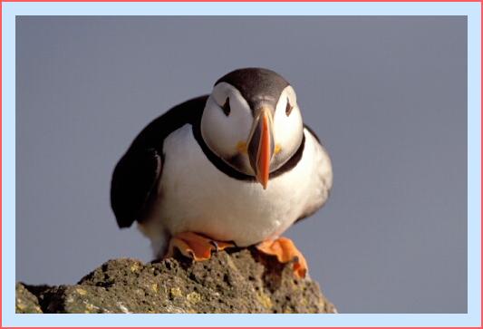 ../Images/puffin45.jpg