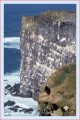 Thumbs/tn_puffin08.jpg