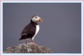 Thumbs/tn_puffin20.jpg