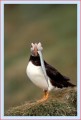 Thumbs/tn_puffin37.jpg