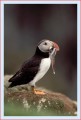 Thumbs/tn_puffin38.jpg