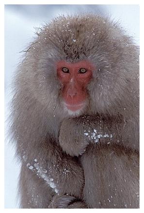 ../Images/snowmonkey07.jpg