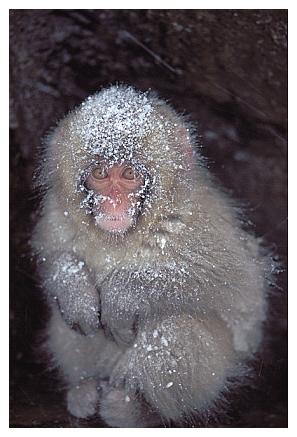 ../Images/snowmonkey10.jpg