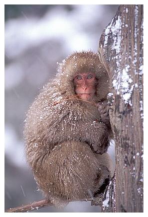 ../Images/snowmonkey15.jpg