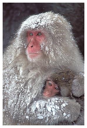../Images/snowmonkey16.jpg