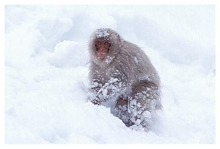 ../Images/snowmonkey27.jpg