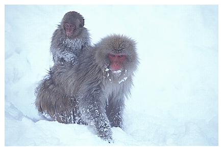 ../Images/snowmonkey30.jpg