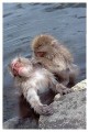 Thumbs/tn_snowmonkey06.jpg