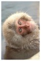 Thumbs/tn_snowmonkey08.jpg