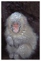 Thumbs/tn_snowmonkey10.jpg