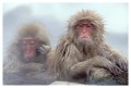 Thumbs/tn_snowmonkey14.jpg