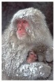 Thumbs/tn_snowmonkey16.jpg