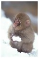 Thumbs/tn_snowmonkey18.jpg