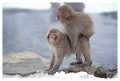 Thumbs/tn_snowmonkey20.jpg