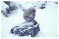 Thumbs/tn_snowmonkey21.jpg