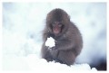 Thumbs/tn_snowmonkey22.jpg