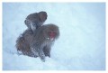 Thumbs/tn_snowmonkey25.jpg