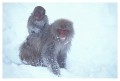 Thumbs/tn_snowmonkey30.jpg