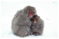 Thumbs/tn_snowmonkey32.jpg