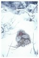 Thumbs/tn_snowmonkey33.jpg