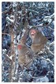 Thumbs/tn_snowmonkey36.jpg