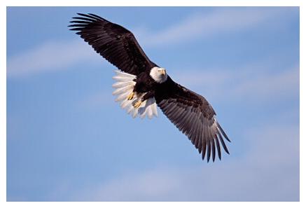 ../Images/weisskopf21.jpg