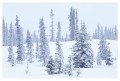 Thumbs/tn_weisskopf47.jpg