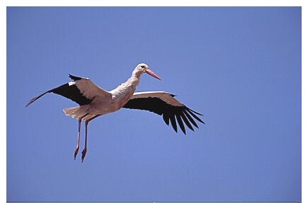 ../Images/wesstorch01.jpg