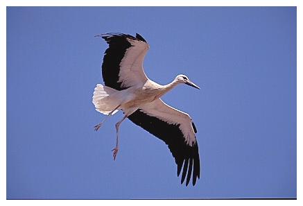 ../Images/wesstorch02.jpg