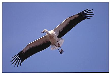 ../Images/wesstorch03.jpg