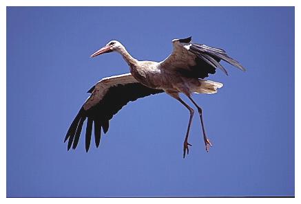 ../Images/wesstorch04.jpg