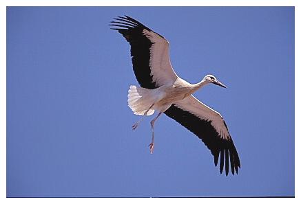 ../Images/wesstorch05.jpg