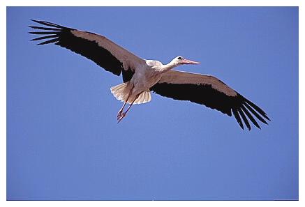 ../Images/wesstorch06.jpg