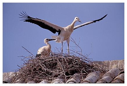 ../Images/wesstorch16.jpg