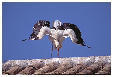 ../Images/wesstorch18.jpg