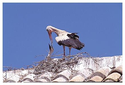 ../Images/wesstorch19.jpg