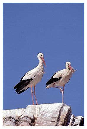 ../Images/wesstorch21.jpg