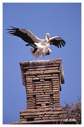 ../Images/wesstorch23.jpg