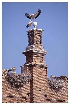 ../Images/wesstorch24.jpg